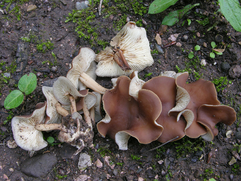 Gymnopus acervatus (Fr.) Murrill